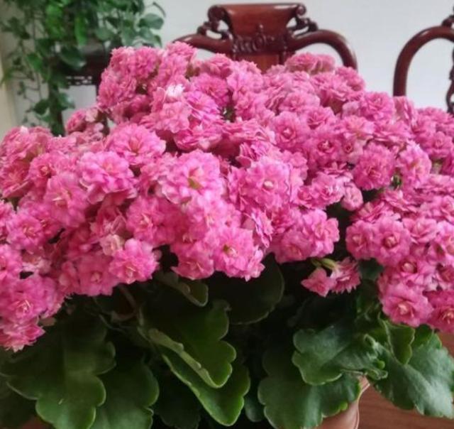 养长寿花想花开爆盆用好3个窍门，叶子翠绿年前花满枝