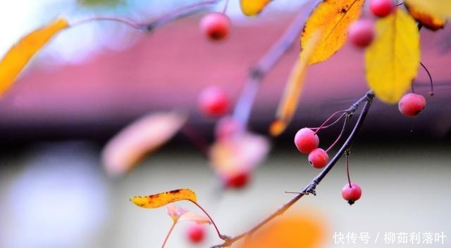 冬日|冬日海棠果!