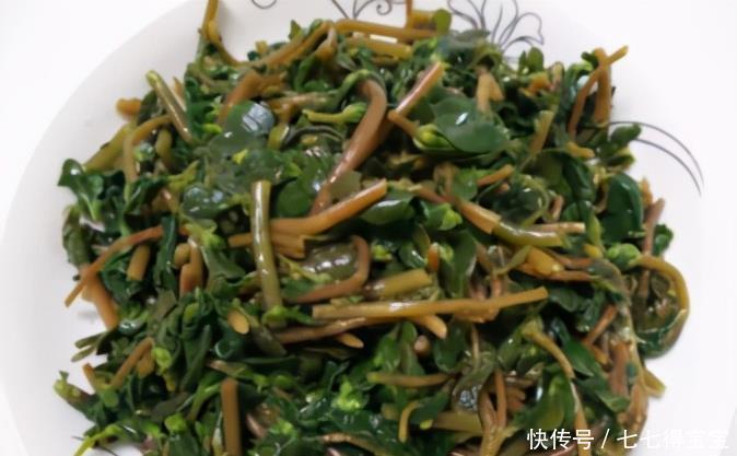 痢疾|马齿苋农民称“长寿菜”，药用价值太大了，好多人不知道也不认识