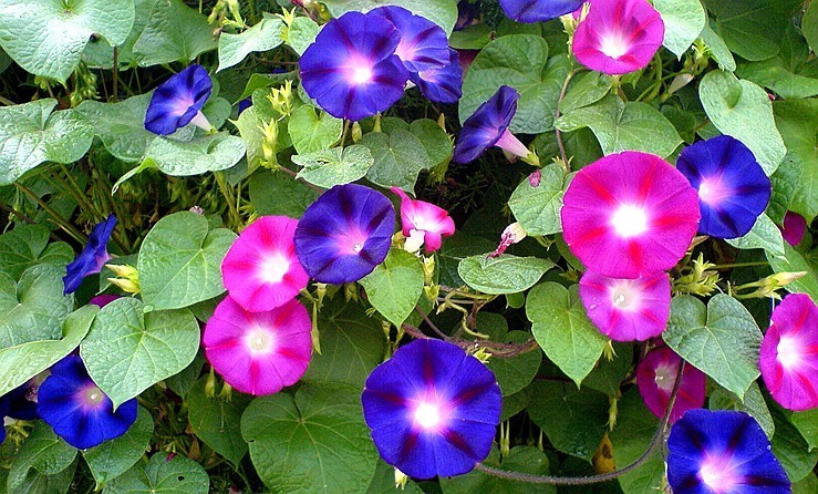 此花仅在白天的时候开花，就像是一个小喇叭一样，十分的鲜艳