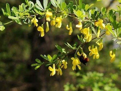 金雀花|花如蝶形，人称“金雀花”，若在山中遇见，便是福气，别不知价值