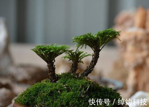 绿植|它是花卉界的“小强”,5年不浇水也能活,检测环境,做盆景更棒