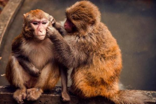 申猴|十猴九不全，揭秘1968年“申猴”的终身寿命，52岁后什么命