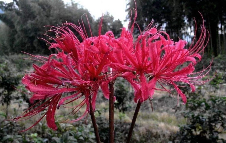 花草匠|这株“石蒜花”比玫瑰还美，花瓣奇特少见，芳香四溢，值得拥有