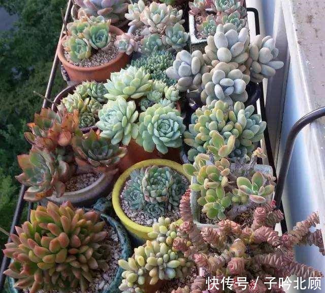 张大妈家的“多肉”又爆盆了，把我给看得“眼红”了！