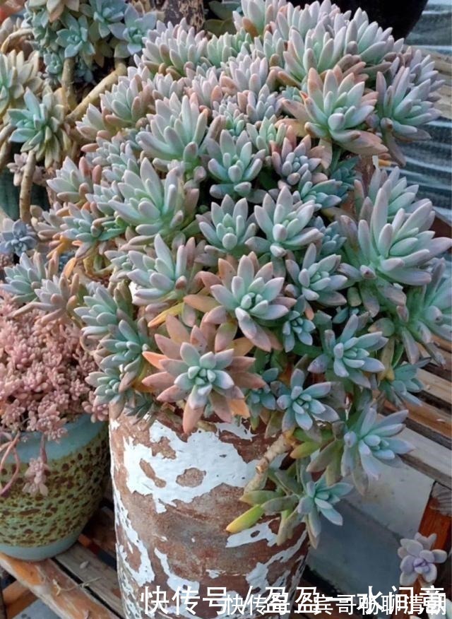 玉树|花盆越浅,开花越多,不信你试试!花盆越浅,开花越多,不信你试试!