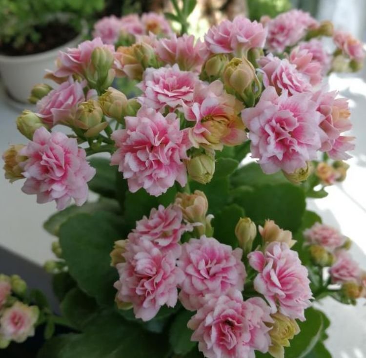 此花人见人爱，迷人的花朵，仙气十足，养盆放阳台美极了