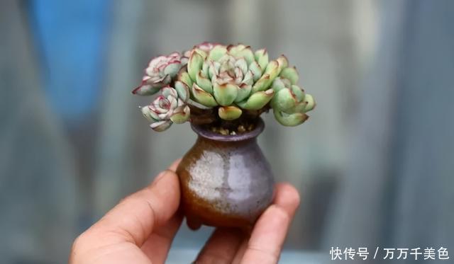 多肉饿着养,个个土肥圆,越矮越小越值钱