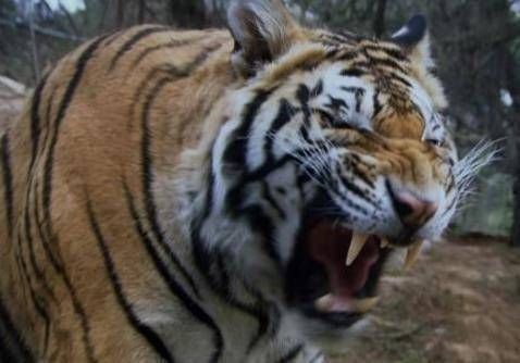 雷横@水浒108将中,总共有11头老虎,其中有8头都是浪得虚名