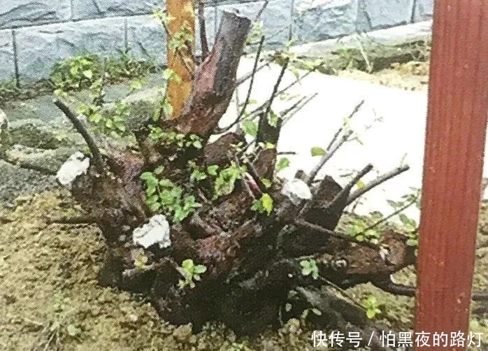 熟知雀梅习性后，临摹盆景设计案例，咱们的盆景作品指日可待！