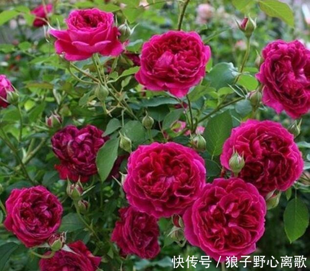 拍照|这花很好看,院子阳台都能养,2年长一片,见的人都拍照发朋友圈!