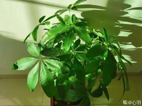 一叶兰|低于5度,6种花一整个冬天不浇水,也能照样活!