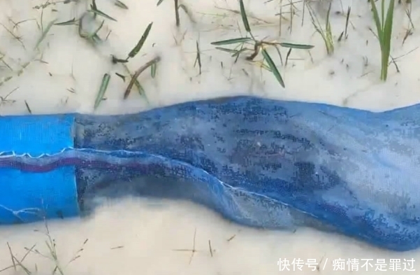 资源|这里的资源真好,野鱼成群,小伙做个简易陷阱,竟捕获半桶野鱼