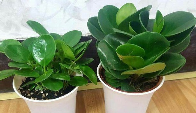 比绿萝还高端大气好养的植物,它就是—碧玉,新手轻松养爆盆!