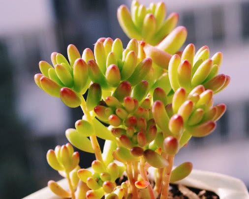 多肉虹之玉叶片晶莹剔透,教你3个盆栽虹之玉的小妙招,惊艳到你