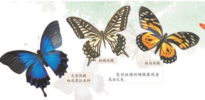  展现|从飞禽走兽到昆虫植物，自然博物馆399件生物标本展现“生命之美”