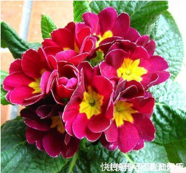 4种花超优秀的,四季都开花,花朵漂亮,养护简单