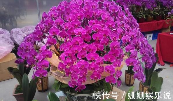 花草生虫害该如何解决学会''3种灰''的用法,养花不再头疼