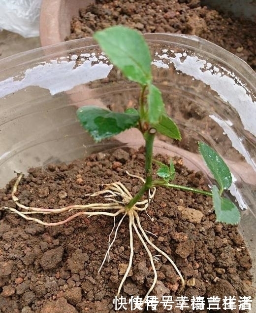 栀子花|扦插月季、栀子花、三角梅,只用一个矿泉水瓶,插出满满大白根