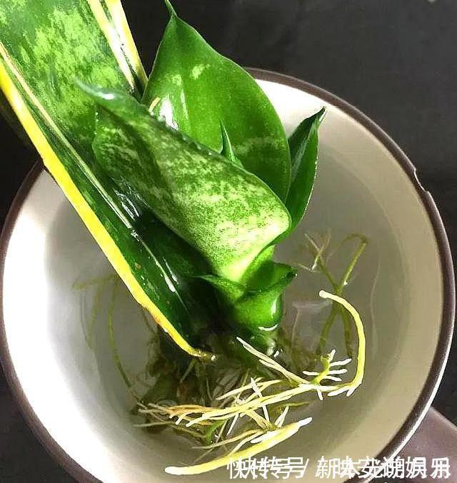 金钱树|养8种花,别花“冤枉钱”,掐1片叶子“扔土里”,几天就生根