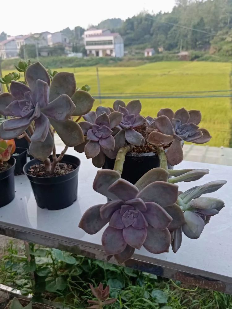 养多肉一年来的点点滴滴,一直在路上,一直惊喜不断!