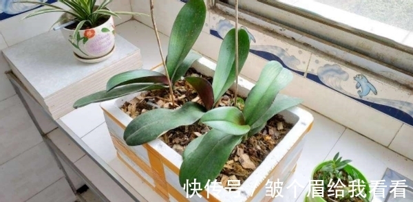 扔掉泡沫箱会污染环境?不如就拿来养花,实用、省钱、用途多