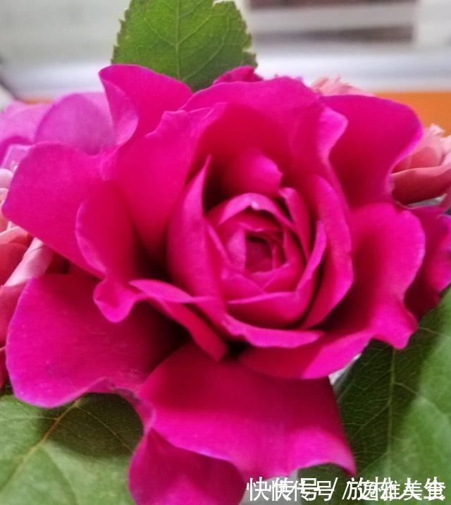 盘点10种古典美复古色系月季,你必须拥有其中一种!