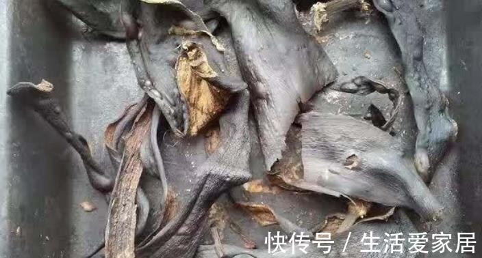 万能肥|香蕉皮:绿叶的“清洁剂”,养根壮土的“万能肥”