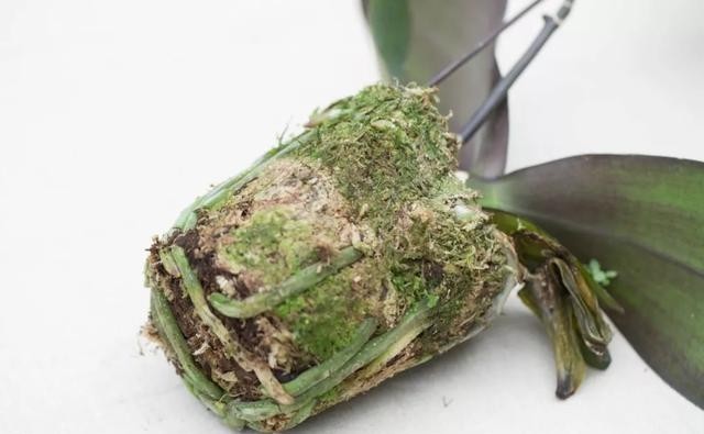 花旦|如何挑选年宵“花旦”蝴蝶兰?教你4个实用小技巧,一学就会