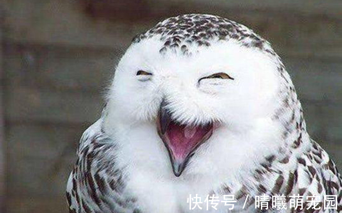 |最新歇后语俏皮话,搞笑怼人逗你玩,建议收藏