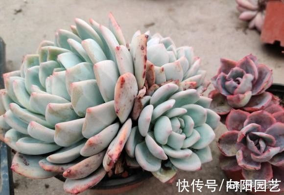 多肉|什么是好多肉？颜色漂亮就是好多肉？大错特错，多肉不分好坏