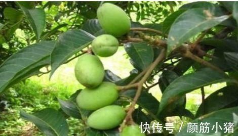 营养|中年人想要身体好,三种食物换着吃,补充营养,提高免疫力!