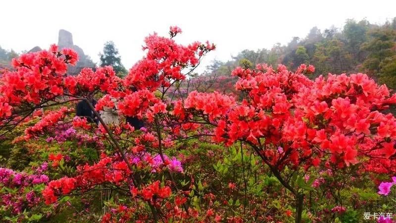 满山开遍映山红