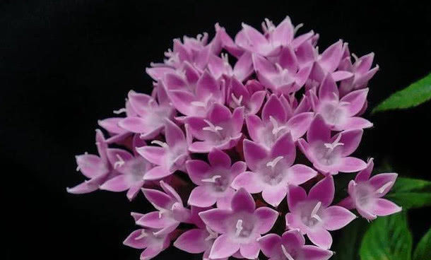 夏天在家养这几种花,耐旱耐热易养护,开出的花朵美观大方