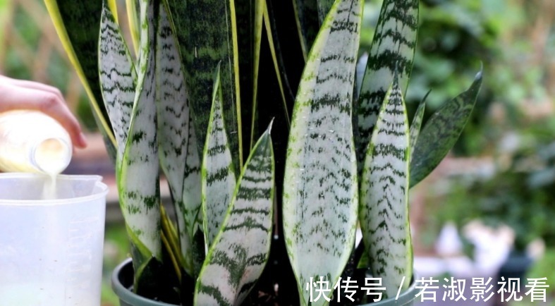 天一转凉，虎皮兰就饿了？常用它喂喂，补营养，盆栽呼呼出新芽