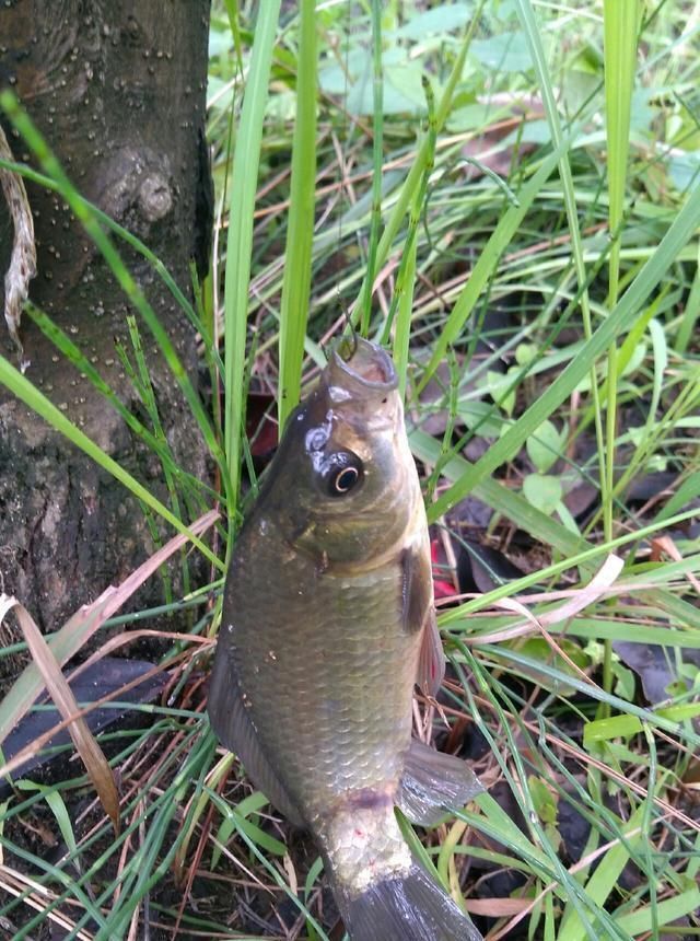 浮漂|野钓小技巧浮漂做一个小改动,惊鱼几率大降