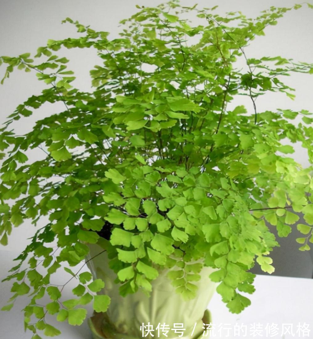 养这“10种花”,经常喷喷水,越长越旺“越精神”