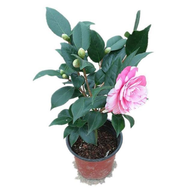 根多|抓住茶花“生长规律”,再来点养花“套路”,养好茶花没那么难!