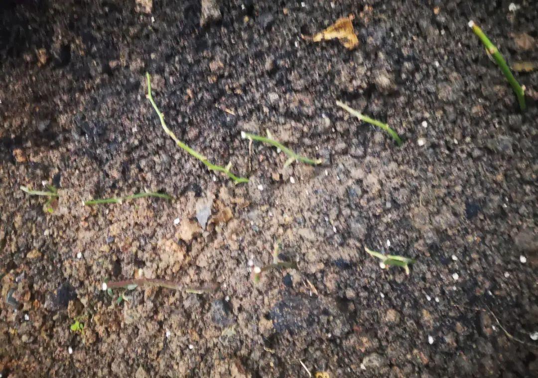 这几种花，要是秋天不扦插，错过就等1年