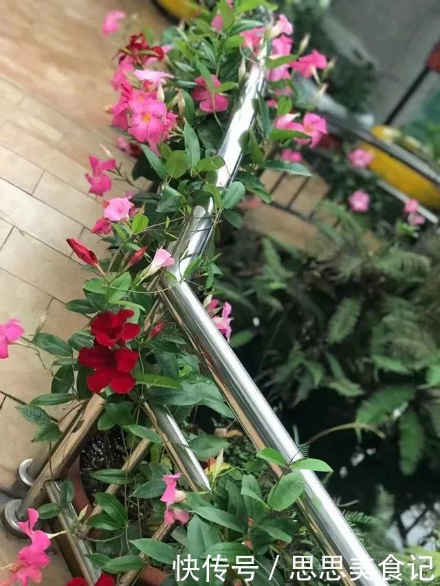 这花一开就是大半年,枝条沾水就活,根比萝卜还粗