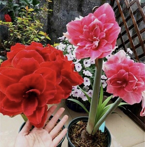 懂花的人都知道，4种“年关花”开败了剪1刀，30天后继续开