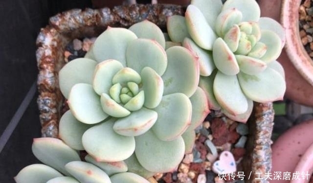 多肉叶片发黑、变透明、掉落,是在向我们释放“求救信号”!