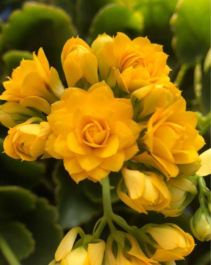 养花记住打开“小机关”,花朵嘭嘭开,爆成花团子