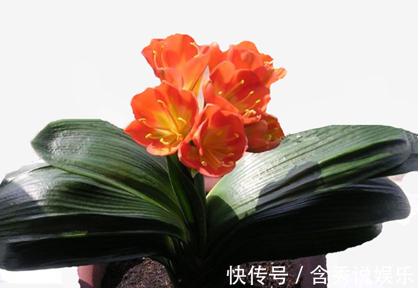 君子兰|养君子兰、兰花要想发芽快、开花多、花期长，四点是关键