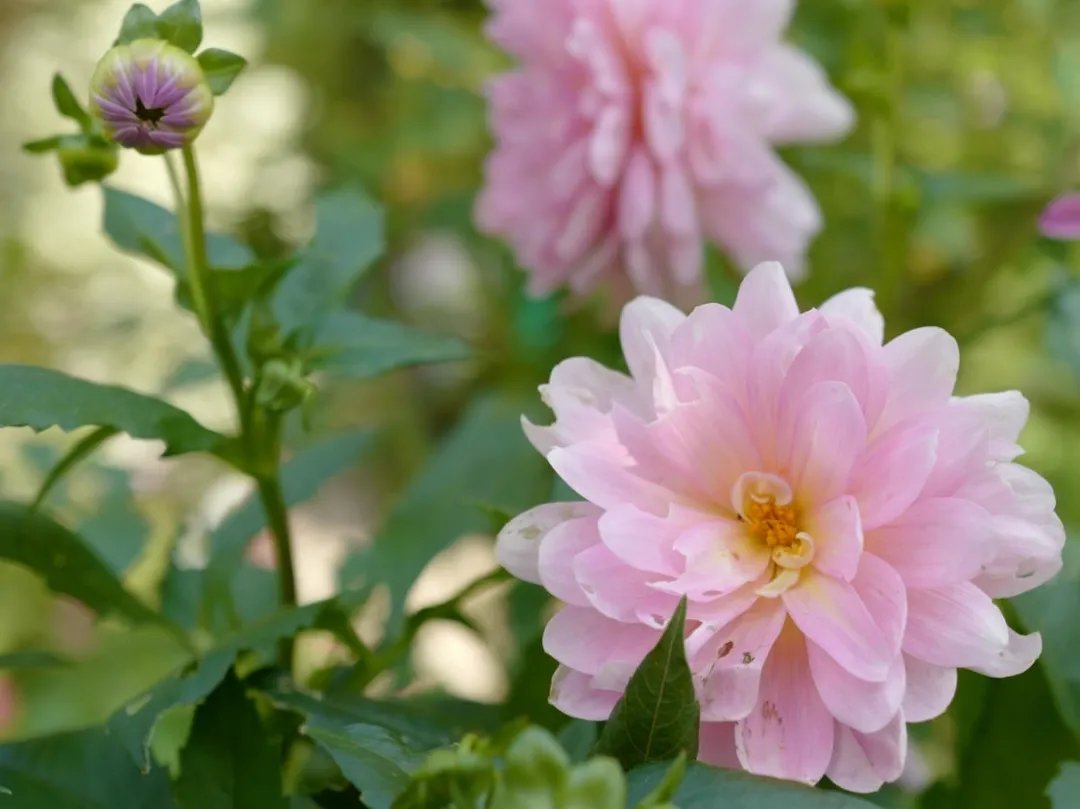 青溪|王维最经典的7首诗,安静而美好,一生至少读一次