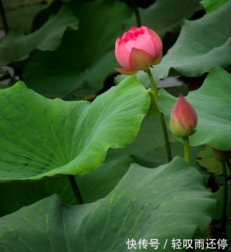 未来3个月，桃花朵朵开，4属相真爱进门，生活顺风顺水