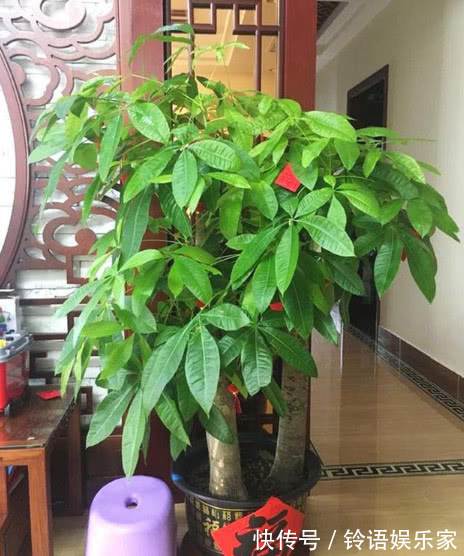 家养发财树,掌握关键几点,不黄叶不烂根,1年猛长半米高!
