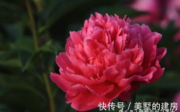 花花草草|原来花花草草也有这么多“雅称”