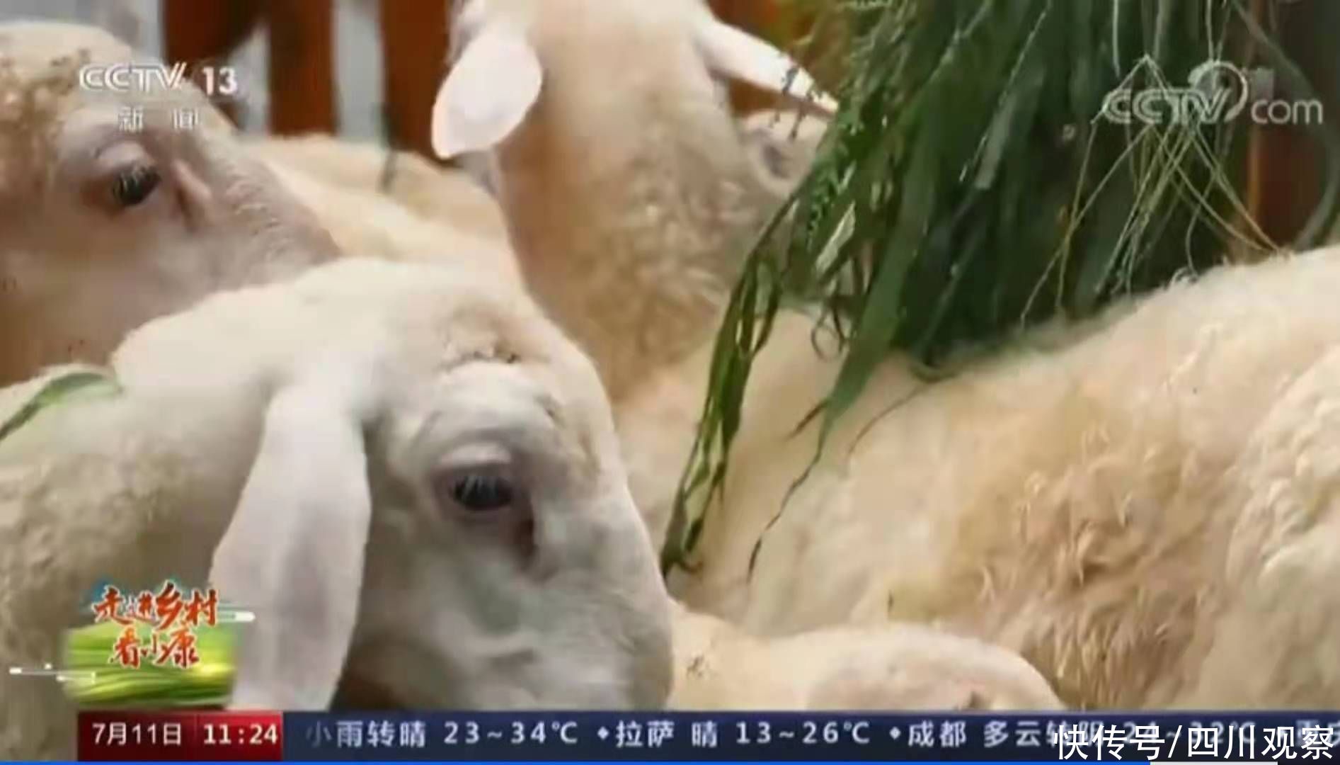 第一書記|央視《走進(jìn)鄉(xiāng)村看小康》直播節(jié)目走進(jìn)廣安