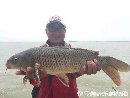 蚯蚓|蚯蚓钓鲤鱼难上钩鲤鱼都爱这几种自制土饵料，轻轻松松就能爆护